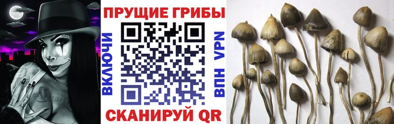 наркотики kraken ссылки Галлюциногенные грибы мицелий Артёмовск